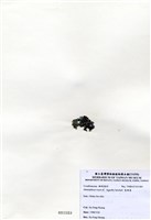 藏品(寬珊藻)的圖片